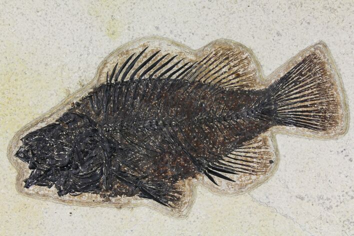 Fossil Fish (Priscacara) - Wyoming #158576